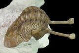 Stalk-Eyed Asaphus Kowalewskii Trilobite - Russia #165462-5